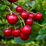 Саженец Вишня Ксения в контейнере